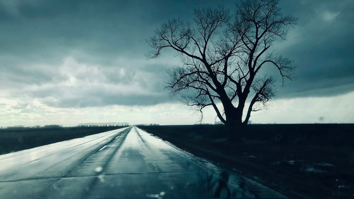a lone tree sitting on the side of a road